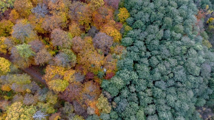 Colourful trees frame a small lake outside of the city of Usingen, Germany, Thursday, Nov. 9, 2023. (AP Photo/Michael Probst)