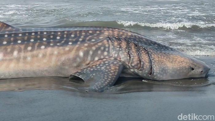 Potret hiu tutul yang mati terdampar di pesisir Kulon Progo. Foto diambil Kamis (9/11/2023).
