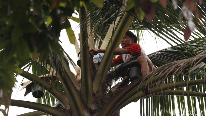Membuat gula merah dari nira kelapa tidaklah sulit. Perempuan asal Purbalingga ini membuktikan dengan menekuni usaha itu sejak lama dan kini berbuah manis.