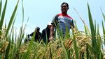 Potret Sawah Padi Organik di Tuban