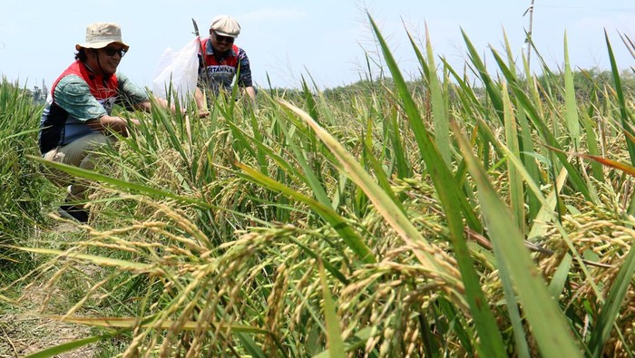Potret Sawah Padi Organik di Tuban General Manager Zona 11 Subholding Upstream Pertamina Regional Indonesia Timur Muzwir Wiratama(tengah) bersama Field Manager Pertamina EP (PEP) Sukowati Field Totok Parafianto (kanan) meninjau lokasi sawah organik di Desa Rahayu, Soko, Tuban, Jawa Timur, Rabu (8/11/2023). Melalui Program Pengembangan Masyarakat (PPM)