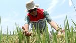 Potret Sawah Padi Organik di Tuban