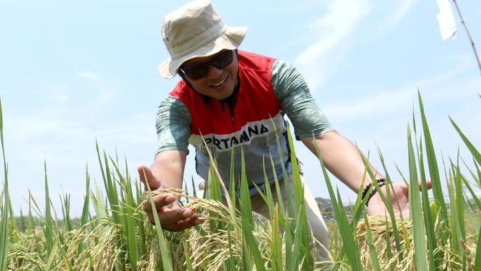Potret Sawah Padi Organik di Tuban General Manager Zona 11 Subholding Upstream Pertamina Regional Indonesia Timur Muzwir Wiratama(tengah) bersama Field Manager Pertamina EP (PEP) Sukowati Field Totok Parafianto (kanan) meninjau lokasi sawah organik di Desa Rahayu, Soko, Tuban, Jawa Timur, Rabu (8/11/2023). Melalui Program Pengembangan Masyarakat (PPM)