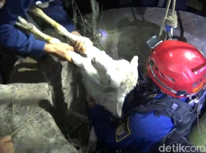 Proses evakuasi anak kambing tercebur sumur di Desa Malang Jiwan, Kabupaten Klaten, oleh Damkar, Redkar dan relawan, Rabu (8/11/2023) malam.