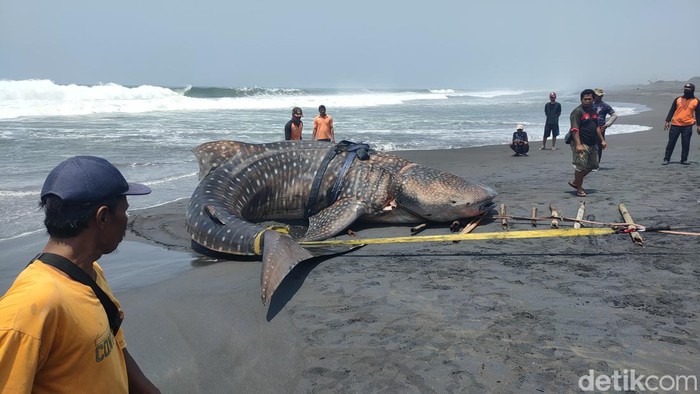 Proses evakuasi hiu tutul menggunakan jip di pesisir Garongan, Kapanewon Panjatan, Kabupaten Kulon Progo, Jogja, Kamis (9/11/2023). Proses evakuasi hiu tutul menggunakan jip di pesisir Garongan, Kapanewon Panjatan, Kabupaten Kulon Progo, Jogja, Kamis (9/11/2023).