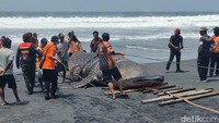 Pantauan detikJogja di lokasi, Kamis (9/11/2023), bangkai hiu tersebut terlihat masih berada di bibir pantai. Tim SAR gabungan dibantu relawan dari Sedulur Rescue Yogyakarta juga tampak sibuk mengevakuasi hiu ke daratan.