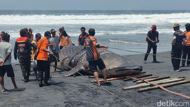 Proses evakuasi hiu tutul menggunakan jip di pesisir Garongan, Kapanewon Panjatan, Kabupaten Kulon Progo, Jogja, Kamis (9/11/2023).