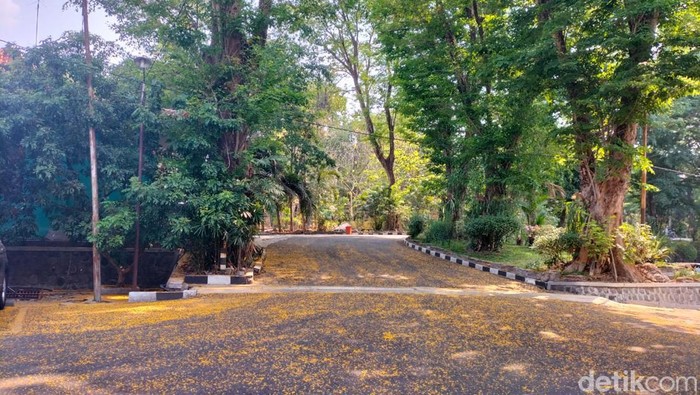 Suasana di UNS saat bunga angsana gugur, Kamis (9/11/2023).