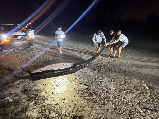 Ular piton raksasa di Florida