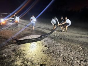 Ular Piton dari Asia Ini Nyaris Musnahkan Penghuni Asli Rawa di AS