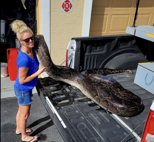 Ular piton raksasa di Florida