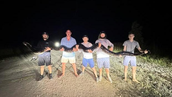 Ular piton raksasa di Florida