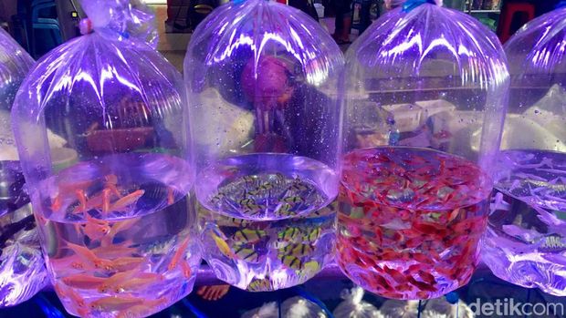 Asyiknya jalan-jalan sambil berburu ikan hias di Pasar Ikan Hias Gunungsari Surabaya