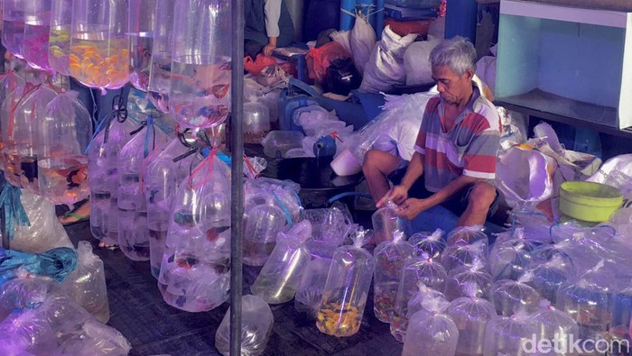 Asyiknya jalan-jalan sambil berburu ikan hias di Pasar Ikan Hias Gunungsari Surabaya