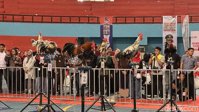 Kontes ayam ketawa Gubernur Cup 2023 di GOR Sudiang, Makassar, Sulawesi Selatan (Sulsel).