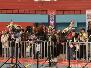 Pj Gubernur Bahtiar Baharudin Ingin Ayam Ketawa Jadi Oleh-oleh Khas Sulsel