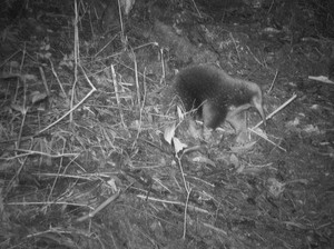 Spesies Mamalia yang Hilang 62 Tahun Ditemukan di Hutan Papua
