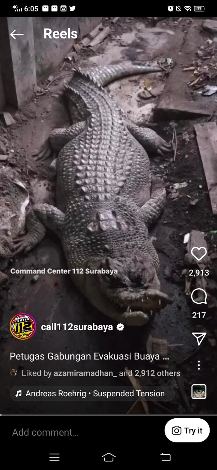 Buaya Surabaya