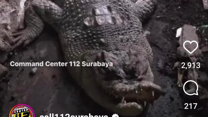Buaya Surabaya