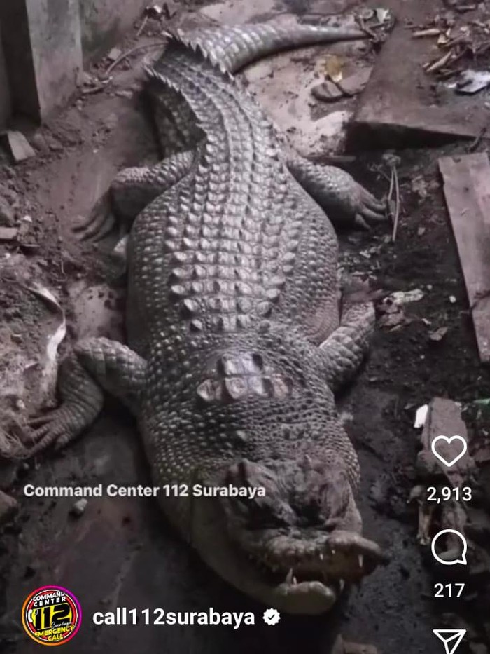 Buaya Surabaya