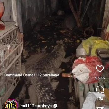Buaya Surabaya