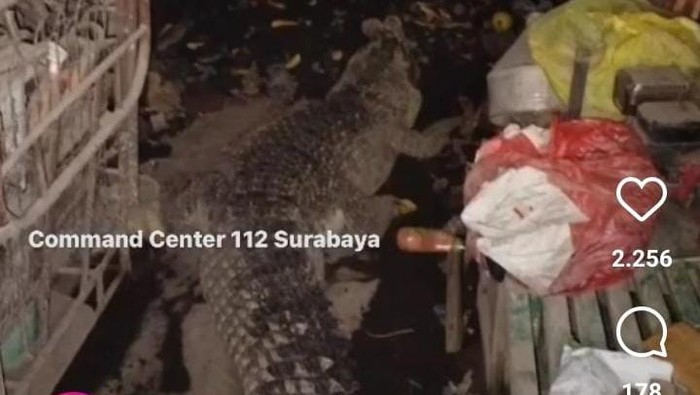 Buaya Surabaya