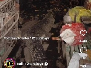 Tetangga Tak Pernah Tahu 11 Tahun Saiful Pelihara Buaya Dekat Ruang Tamu