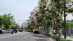 Panorama Cantiknya Bunga Tabebuya Mekar dan Berguguran di Surabaya