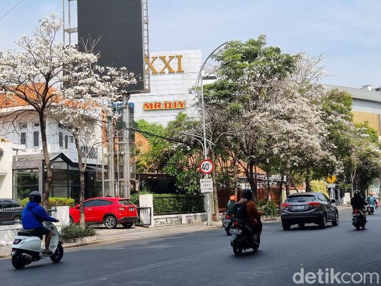 Panorama Cantiknya Bunga Tabebuya Mekar dan Berguguran di Surabaya