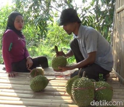 durian musang king lumajang