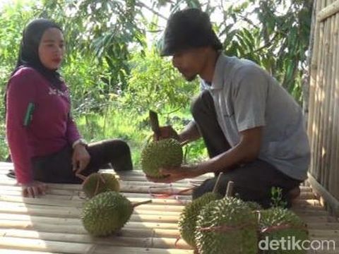 durian musang king lumajang