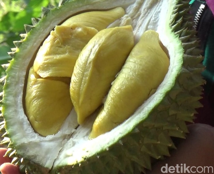 durian musang king lumajang