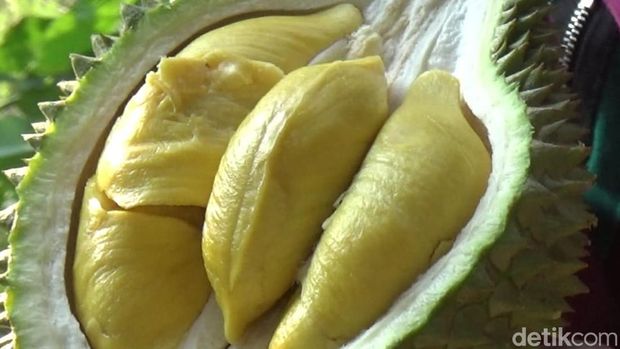 durian musang king lumajang