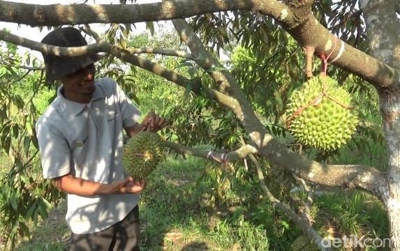 durian musang king lumajang