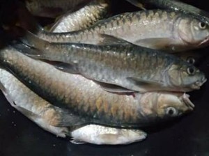 Ikan Batak yang Langka di Danau Toba, Dulu Jadi Hidangan Keluarga Raja