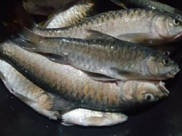 Ikan Batak (Foto: Dok. Indonesia.go.id)