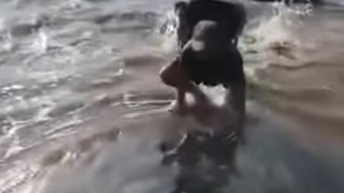 Seekor ikan paus terdampar di tepi pantai Kabupaten Pulang Pisau, Kalimantan Tengah (Kalteng).