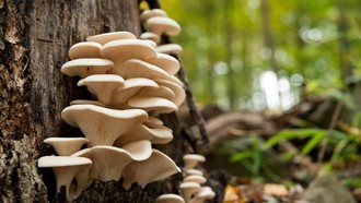 Jamur Bisa Jadi Chip Komputer Masa Depan Jamur Bisa Jadi Chip Komputer Masa Depan