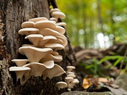 Jamur Bisa Jadi Chip Komputer Masa Depan