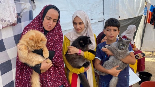 Potret 3 Kucing yang Hibur Anak-anak Gaza di Pengungsian