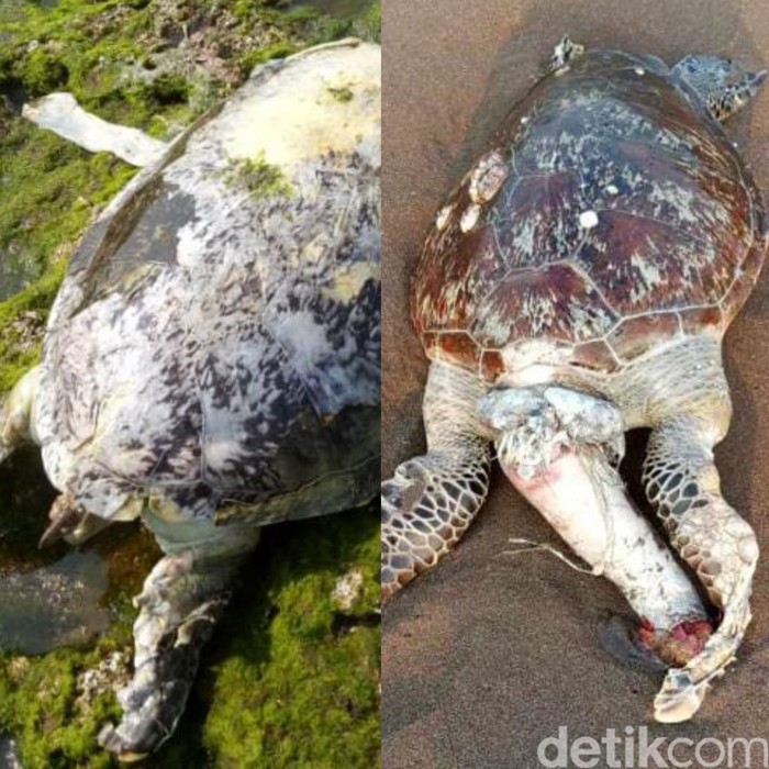 Kondisi bangkai penyu yang ditemukan di Pangandaran.
