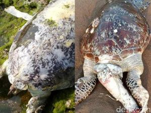 2 Penyu Hijau Ditemukan Mati Mengenaskan di Pantai Legokjawa