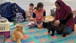 Kucing-kucing Ini Jadi Pelipur Lara Warga di Gaza