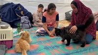 Tiga kucing ini merupakan milik keluarga Harb yang selamat dari serangan udara Israel.  
