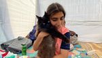 Kucing-kucing Ini Jadi Pelipur Lara Warga di Gaza