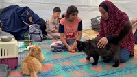 Kucing-kucing ini kini jadi teman bermain anak-anak Gaza.  
