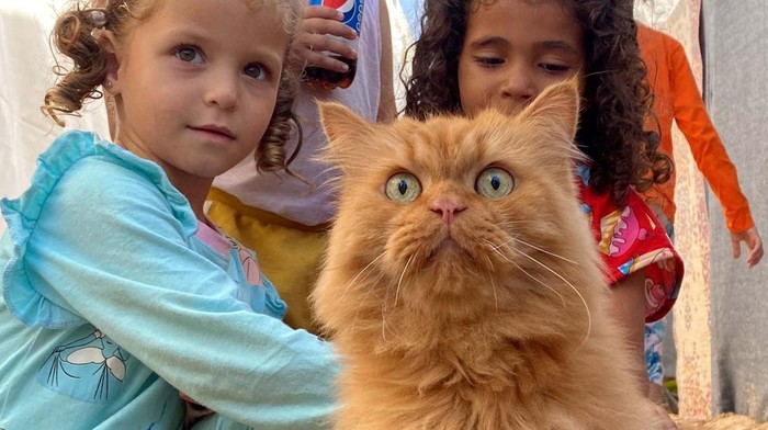 Kucing Sang Penghibur Anak-anak Gaza Displaced Palestinian children, who fled their homes due to Israeli strikes, play with one of the cats belonging to the Harb family who survived Israeli airstrikes, at a tent camp in Khan Younis in the southern Gaza Strip November 8, 2023. REUTERS/Arafat Barbakh