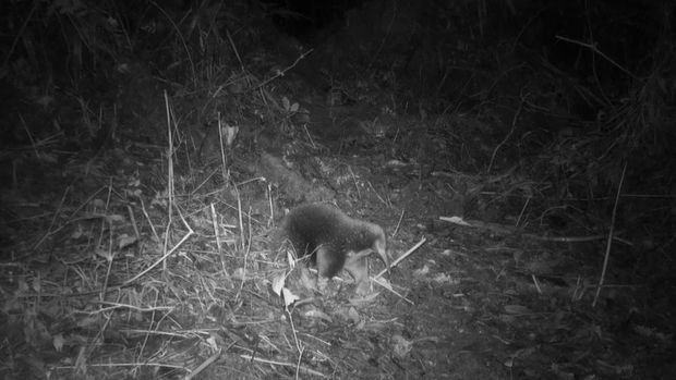 Landa Attenborough echidna terlihat di Pegunungan Cyclops