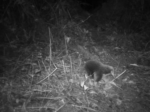 5 Hewan yang Dinyatakan Punah tapi Terlihat Kembali, Ada Fauna dari Indonesia
