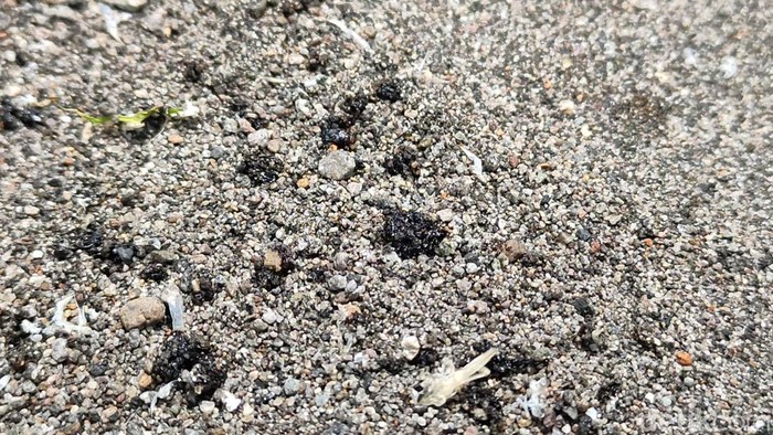 Penampakan material misterius diduga aspal di Pantai Congot, Kulon Progo, Jumat (10/11/2023).